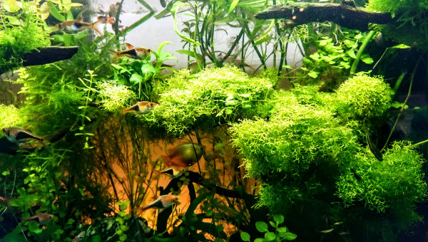 Les rasboras arlequins