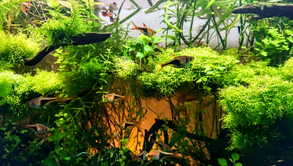 Les rasboras arlequins