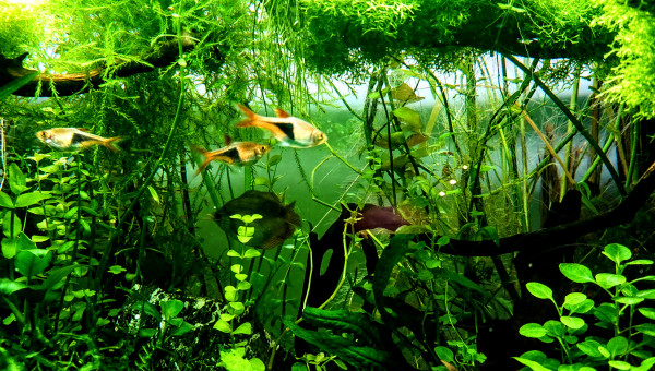 Les rasboras arlequins