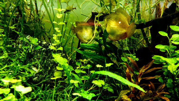 Les 2 colisas lalias femelles