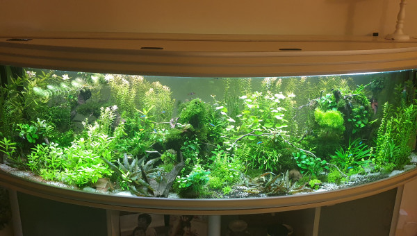 Aquarium salon