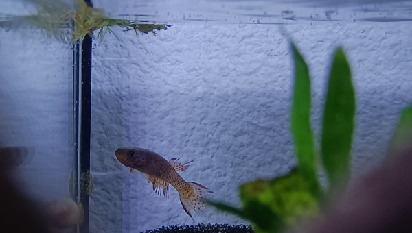 Mâle ♂️ Aphyosemion schioetzi Ngombe Z 91-01