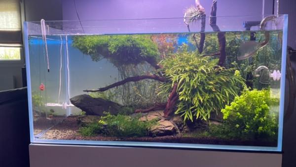 Evotion de l'aquarium - août 2022