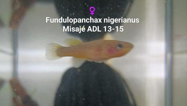 ♀️  Fundulopanchax nigerianus  Misajé ADL 13-15
