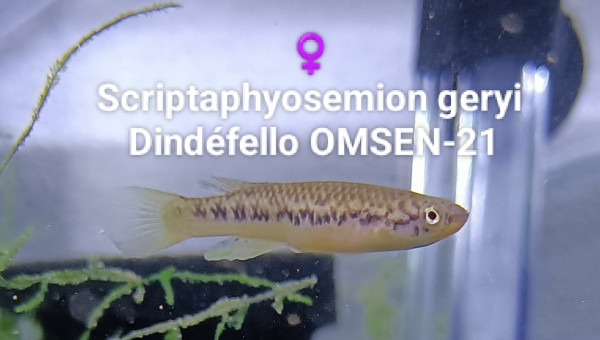 ♀️  Scriptaphyosemion geryi  Dindéfello OMSEN-21