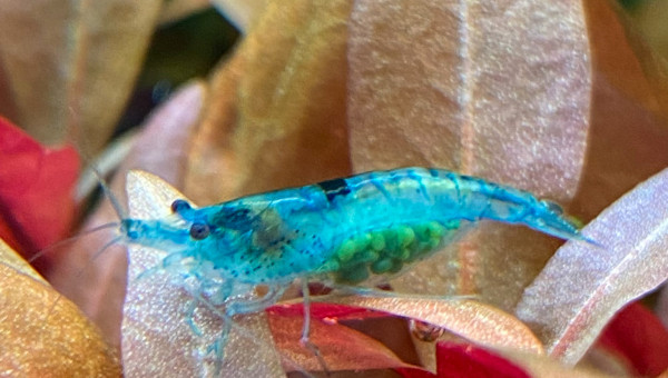 Première Blue Velvet de grainée.