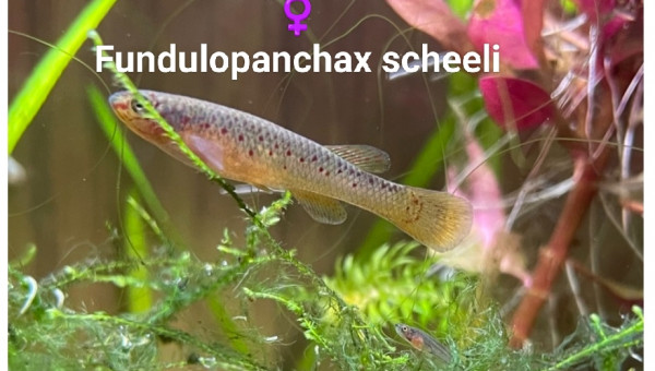 ♀️ Fundulopanchax scheeli