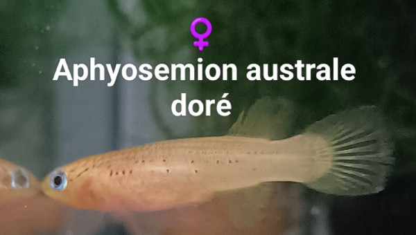 ♀️ Aphyosemion australe doré