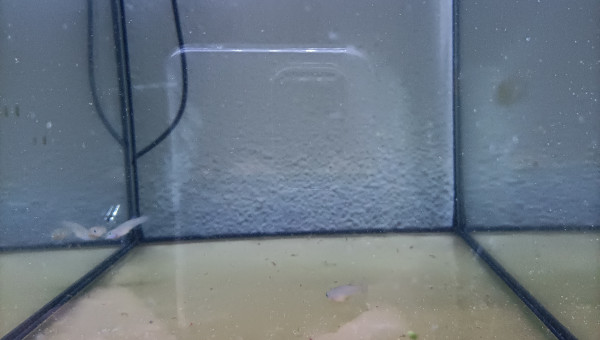 ♀️ Aphyosemion striatum Ncolamvan GEMHS 00-33