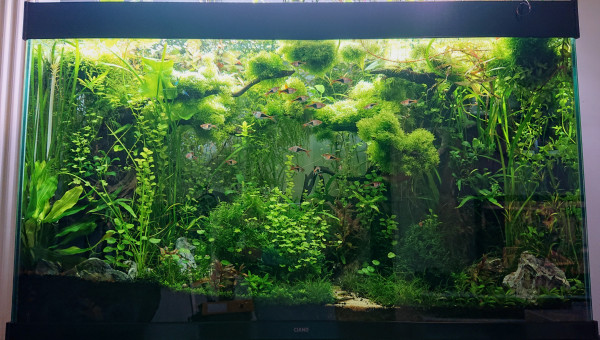 S+30    Bornéo aquascape jungle