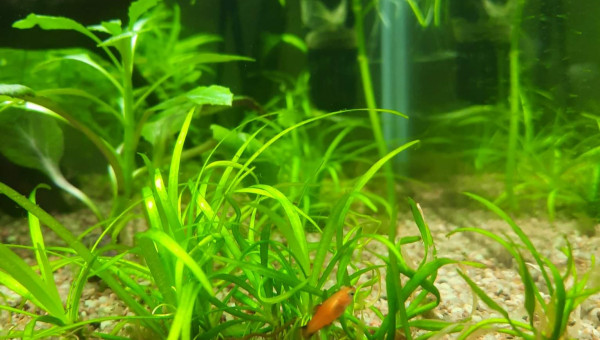 Bébé platys !