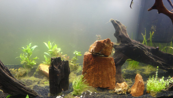 Quelques algues s'installent dans le bac