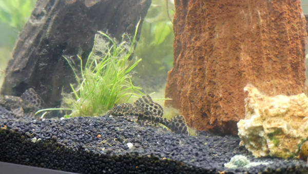 Plécos vs algues