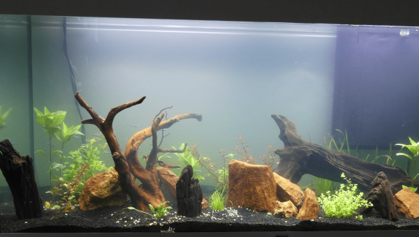 bac en eau, avant introduction des poissons