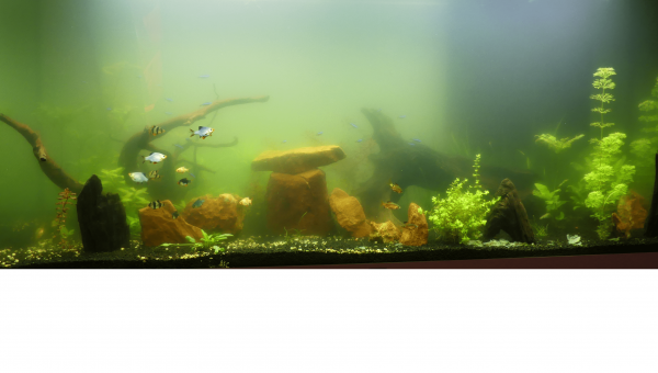 septembre 2022, algues vertes