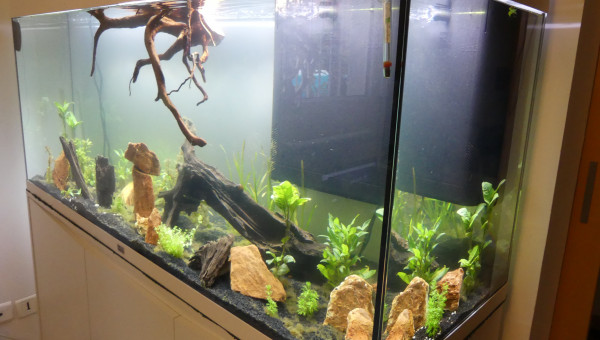 En attendant que la racine de vigne rouge coule...