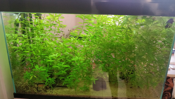 La jungle avant la aréfection totale du bac.