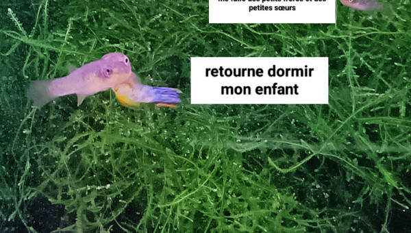 Fundulopanchax scheeli