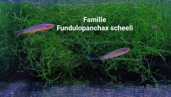 Fundulopanchax scheeli