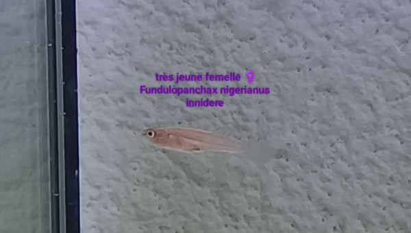 Très jeune femelle ♀️ Fundulopanchax nigerianus  Innidere