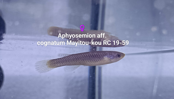 ♀️ Aphyosemion aff. cognatum Mayitou-kou RC 19-59