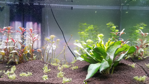 Une semaine après la remise en eau