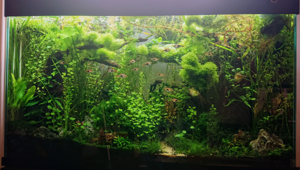 S+31    Bornéo aquascape jungle