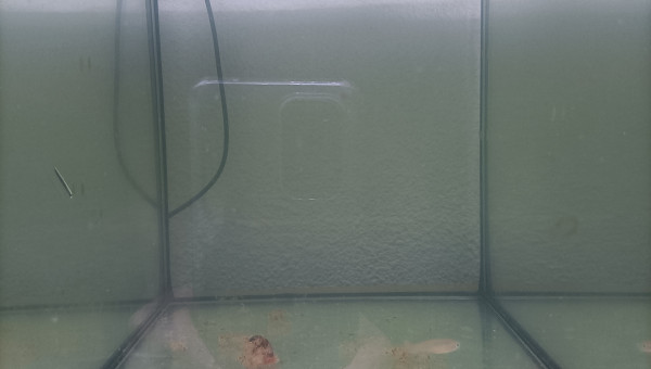 7 jeune femelle Aphyosemion striatum Ncolamvan GEMHS 00-33