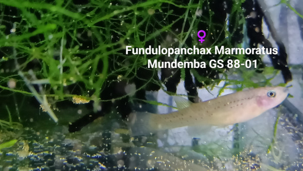 ♀️ Fundulopanchax Marmoratus Mundemba GS 88-01