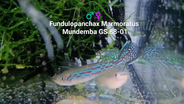 ♂️♀️  Fundulopanchax Marmoratus Mundemba GS 88-01