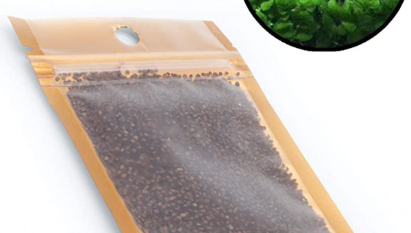 Graines Aquarium Plantes Trèfles