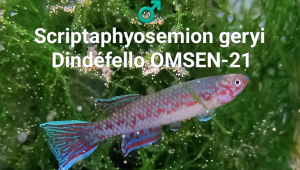 ♂️ Scriptaphyosemion geryi Dindéfello OMSEN-21