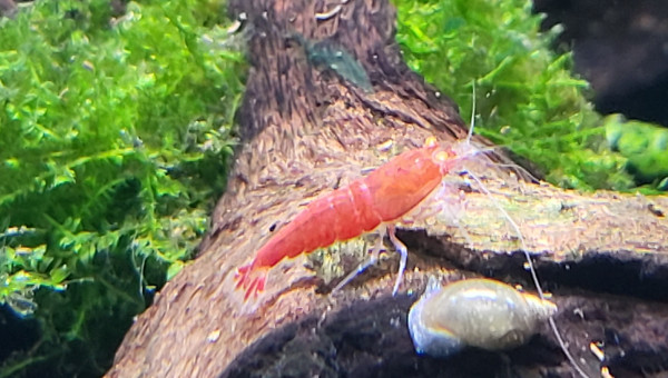 caridina sp. cantonensis Red Devil Orange Eyes