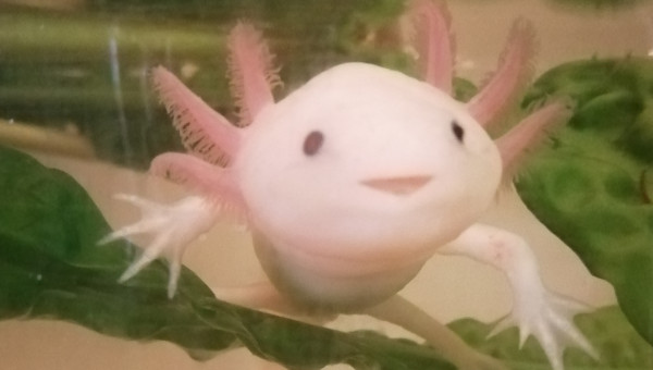 AXOLOTLS
