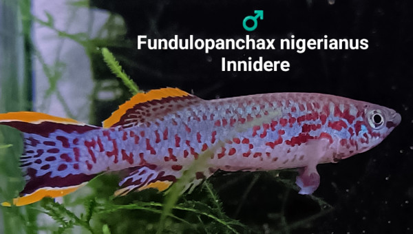 ♂️ Fundulopanchax nigerianus Innidere