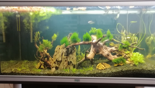 Mon 200L