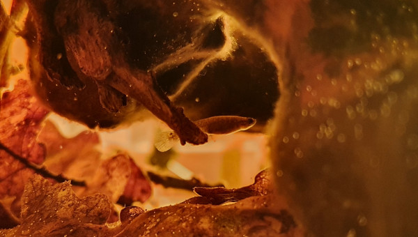 Kryptolebias sp. aff. heyei bon gout GT15-01 adulte