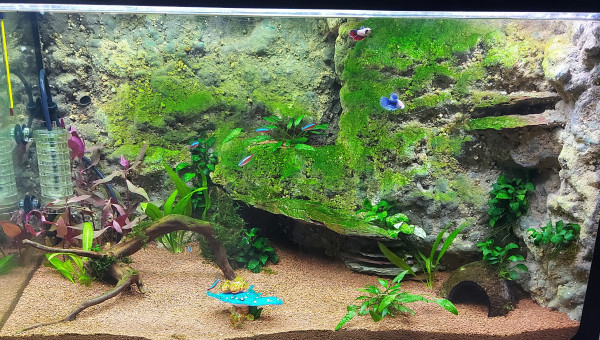 Avancement de la crique