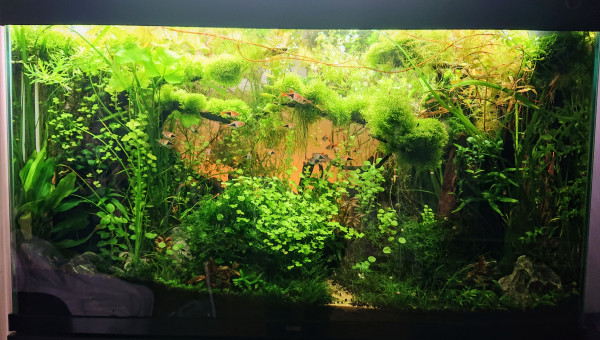 S+32  Bornéo aquascape jungle