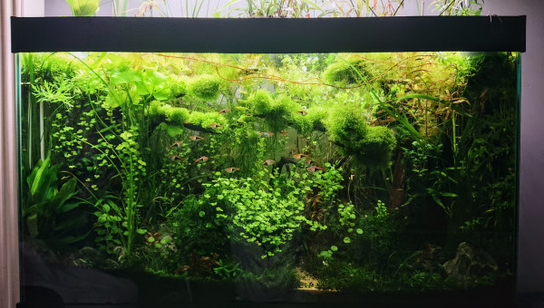 S+ 32  Bornéo aquascape jungle