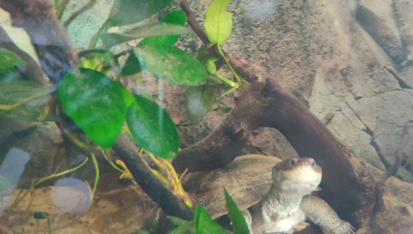 Koggy la tortue se repose dans sa cachette