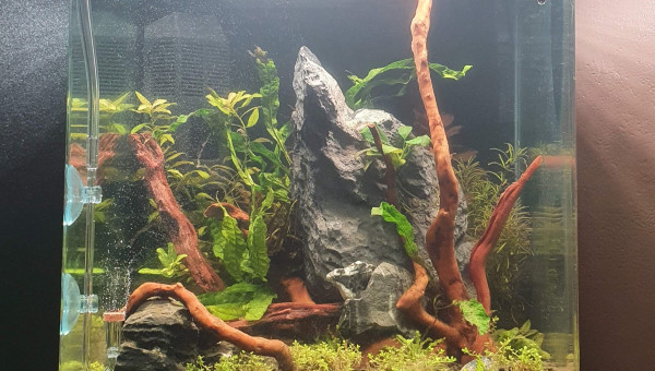 Aquarium 30L Dennerle