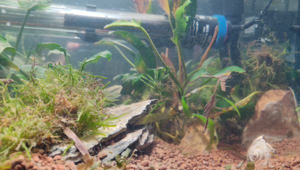 Bac à plantes usées par Koggy la tortue mais pas que !