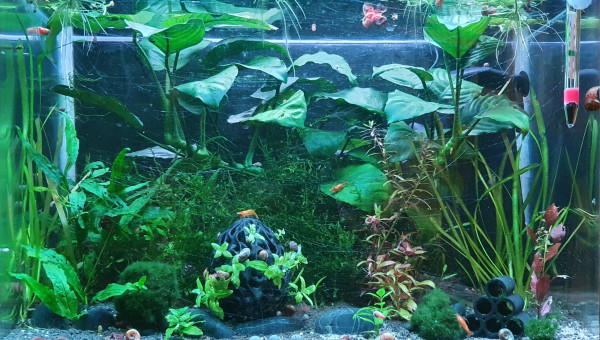 50L