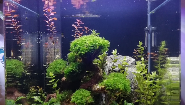 nano 30l betta