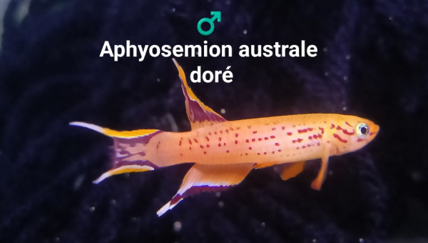 ♂️ Aphyosemion australe doré