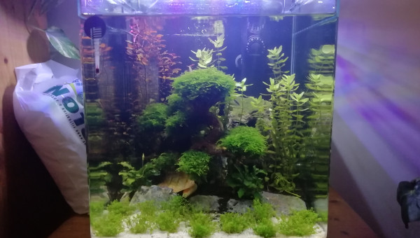 Evolution de mon nano 30L avant arrivée du betta alien