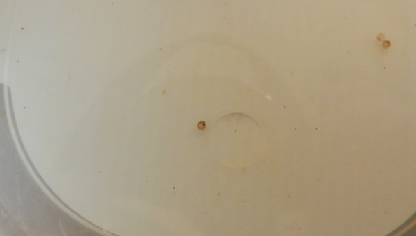 œufs en développement avec alevins visibles dans les œufs