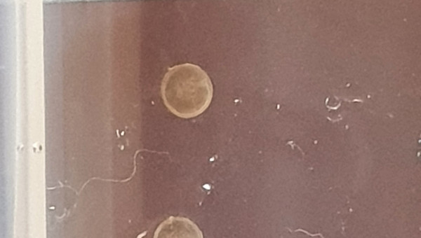 récolte du 22/09/22 de 4 oeufs