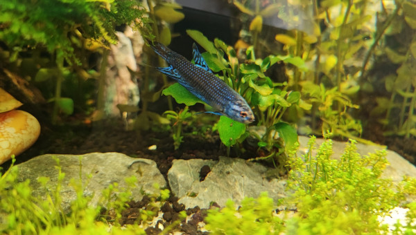 Arrivée du betta alien